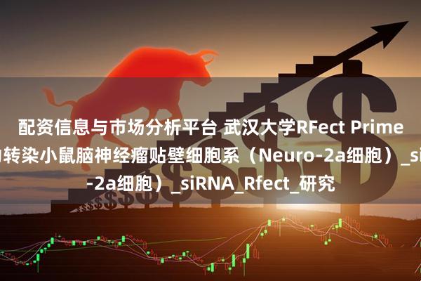 配资信息与市场分析平台 武汉大学RFect Prime核酸转染试剂成功转染小鼠脑神经瘤贴壁细胞系（Neuro-2a细胞）_siRNA_Rfect_研究